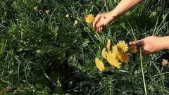 Мед из одуванчиков. Доброе утро. Фрагмент выпуска от 15.07.2015