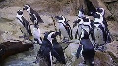 В мире. Черноногие пингвины. Доброе утро. Фрагмент выпуска от 14.07.2015