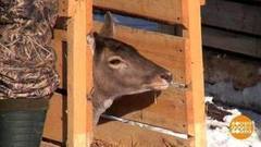 Новоселье у оленей. Доброе утро. Доброе утро. Фрагмент выпуска от 09.01.2017