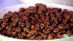 Кедровые орехи. Жить здорово! Фрагмент выпуска от 12.01.2017