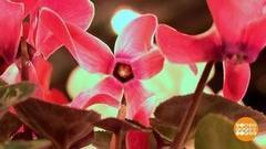 Хитрости ухода за цикламеном зимой. Доброе утро. Фрагмент выпуска от 12.01.2017