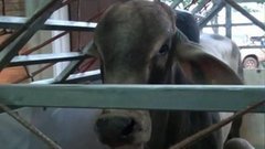 В мире. Парагвай: торговля скотом. Доброе утро. Фрагмент выпуска от 07.07.2015