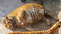 Амурские тигры в зоопарке Харбина набрали лишний вес. Хиты интернета