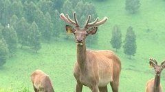 Знакомимся с оленями. Доброе утро. Фрагмент выпуска от 23.06.2015