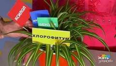 Комнатные растения против токсинов. Жить здорово! Фрагмент выпуска от 21.02.2017