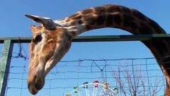 Любовь в мире животных. Доброе утро. Фрагмент выпуска от 10.03.2017