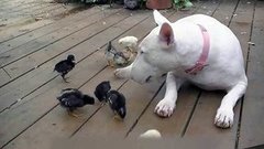 Настоящая зверская дружба. Доброе утро. Фрагмент выпуска от 09.06.2015