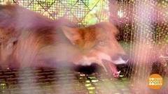 Осторожно, бешенство! Доброе утро. Фрагмент выпуска от 06.04.2017