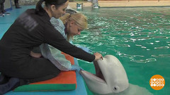 Стоматолог для белухи. Доброе утро. Фрагмент выпуска от 19.04.2017