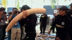 В мире. Контрабанда бивней. Доброе утро. Фрагмент выпуска от 14.05.2015