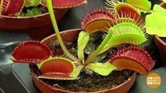 Средства от мух. Доброе утро. Фрагмент выпуска от 03.07.2017