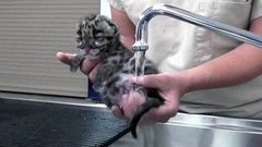 В мире. Редкий леопард. Доброе утро. Фрагмент выпуска от 10.04.2015