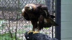 В мире. Международный день птиц. Доброе утро. Фрагмент выпуска от 01.04.2015