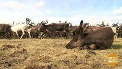 А олени — лучше! Доброе утро. Фрагмент выпуска от 04.08.2017