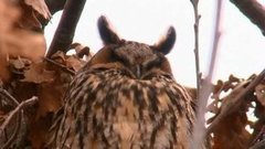 Столица сов. Доброе утро. Фрагмент выпуска от 20.03.2015