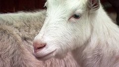 Молоко: козье, коровье, овечье. Доброе утро. Фрагмент выпуска от 16.03.2015