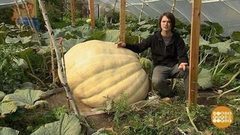 Самая-самая тыква. Доброе утро. Фрагмент выпуска от 05.09.2017