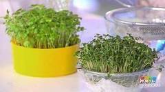 Ростки брокколи. Жить здорово! Фрагмент выпуска от 06.09.2017