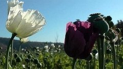 В мире. Национальный праздник Мьянмы. Доброе утро. Фрагмент выпуска от 10.03.2015