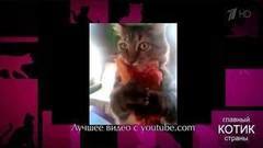 Большие кошки, кошачья трапеза, коты и гаджеты. Самые яркие видеоролики с участием кошек! Главный котик страны. Фрагмент выпуска от 17.09.2017