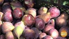 Собираем инжир. Доброе утро. Фрагмент выпуска от 27.09.2017