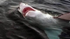 Мама для Риеке. Борьба с коррупцией. Закрыты пляжи. Против насилия. Патент на револьвер. Доброе утро. Фрагмент выпуска от 25.02.2015