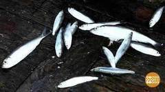 Плывите, мальки! Доброе утро. Фрагмент выпуска от 05.10.2017