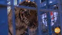 В мире. Спасли тигров. Доброе утро. Фрагмент выпуска от 31.10.2017