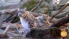 В мире. Снежные леопарды. Доброе утро. Фрагмент выпуска от 09.11.2017