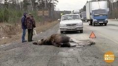 Осторожно, лоси! Доброе утро. Фрагмент выпуска от 21.11.2017
