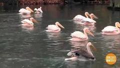 В мире. Зимовка пеликанов. Доброе утро. Фрагмент выпуска от 22.11.2017