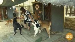 В мире. Убежище для собак. Доброе утро. Фрагмент выпуска от 29.11.2017