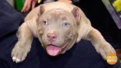 Награда за «мимишность». Доброе утро. Фрагмент выпуска от 11.12.2017