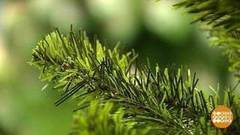 Как делают искусственные елки. Доброе утро. Фрагмент выпуска от 20.12.2017