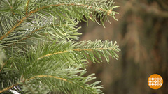 Выбираем живую елку. Доброе утро. Фрагмент выпуска от 25.12.2017