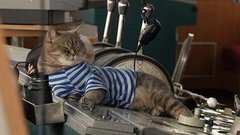 Питерские коты. Доброе утро. Фрагмент выпуска от 17.08.2015