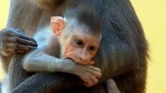 В мире. Редкие обезьяны. Доброе утро. Фрагмент выпуска от 14.08.2015