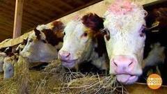 Как дела, дальневосточный гектар? Доброе утро. Фрагмент выпуска от 01.02.2018