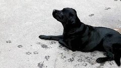 Собака бывает кусачей… Доброе утро. Фрагмент выпуска от 07.08.2015