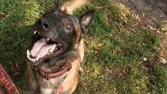 Наденьте собаке намордник! Доброе утро. Фрагмент выпуска от 04.08.2015