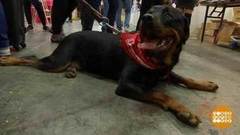 В мире. Еда для псов. Доброе утро. Фрагмент выпуска от 14.03.2018