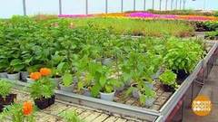 Покупная рассада. Доброе утро. Фрагмент выпуска от 11.05.2018