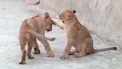 Дела семейные у четвероногих и пернатых. Доброе утро. Фрагмент выпуска от 24.09.2015