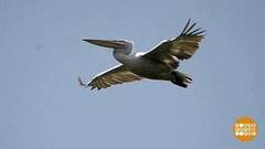 Пеликан ты мой кудрявый… Доброе утро. Фрагмент выпуска от 01.08.2018