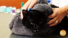 Лапо-красочная проблема. Доброе утро. Фрагмент выпуска от 21.08.2018