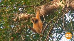 В мире. Песни гиббонов. Доброе утро. Фрагмент выпуска от 12.09.2018