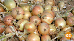 Горы луковые. Доброе утро. Фрагмент выпуска от 20.09.2018