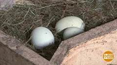 Куриные яйца. Деревенские и не очень. Доброе утро. Фрагмент выпуска от 28.09.2018