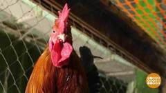 А вот клеваться не надо! Доброе утро. Фрагмент выпуска от 04.10.2018