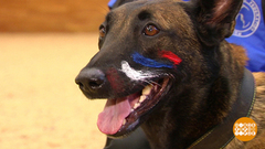 Собачий чемпионат. Доброе утро. Фрагмент выпуска от 05.10.2018